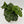 Philodendron ‘Atom’
