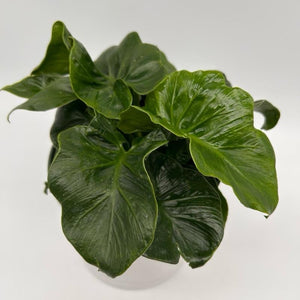 Philodendron ‘Atom’