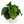 Philodendron ‘Atom’