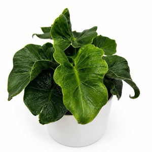 Philodendron ‘Atom’