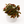 Velvet Rose Begonia