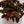 Velvet Rose Begonia