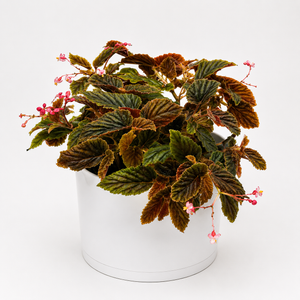 Velvet Rose Begonia