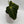 Anthurium Villenaorum
