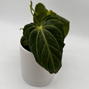 Anthurium Villenaorum