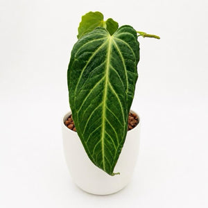 Anthurium Villenaorum