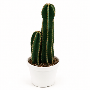 Peruvian Cactus