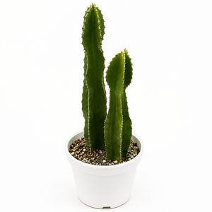 Euphorbia Candelabra