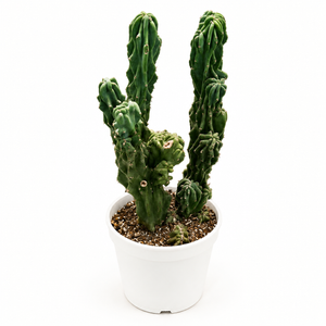Montrose Apple Cactus