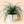 Ponytail Palm