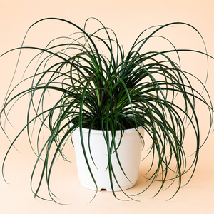 Ponytail Palm
