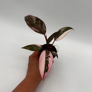 Philodendron ‘Naomi’