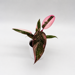 Philodendron ‘Naomi’