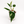 Philodendron White Princess