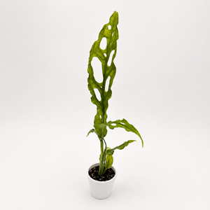 Monstera Obliqua Peru