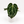 Anthurium Crystallinum