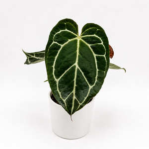 Anthurium Crystallinum
