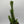Opuntia 'Gumby' Cactus