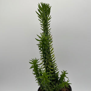 Opuntia 'Gumby' Cactus