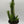 Opuntia 'Gumby' Cactus