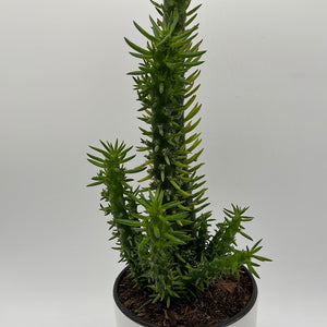 Opuntia 'Gumby' Cactus