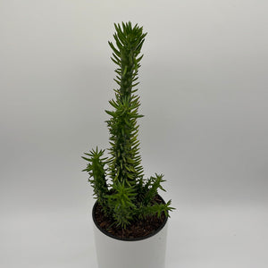 Opuntia 'Gumby' Cactus