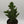 Joseph's Coat Cactus