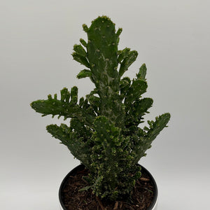 Joseph's Coat Cactus