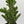 Joseph's Coat Cactus
