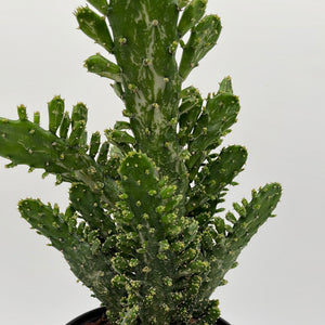 Joseph's Coat Cactus