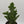 Joseph's Coat Cactus