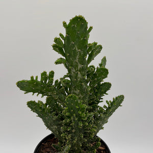 Joseph's Coat Cactus