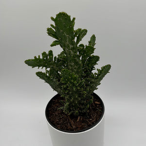 Joseph's Coat Cactus