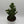 Joseph's Coat Cactus