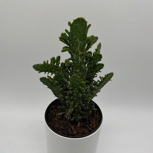 Joseph's Coat Cactus