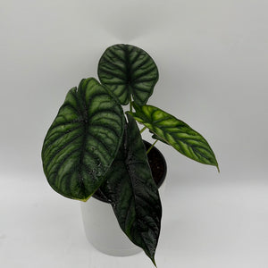 Alocasia Baginda 'Dragon Scale'