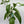 Passion Fruit Vine