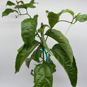 Passion Fruit Vine