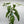 Passion Fruit Vine