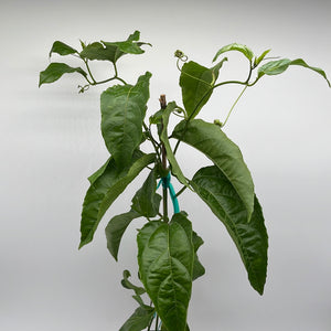 Passion Fruit Vine