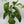 Passion Fruit Vine