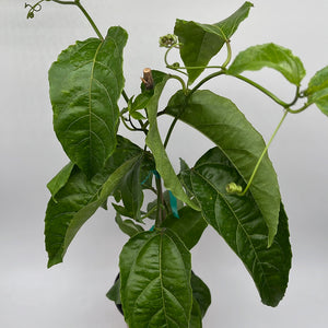 Passion Fruit Vine