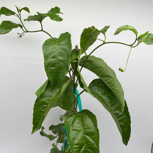 Passion Fruit Vine