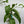 Passion Fruit Vine