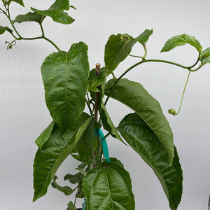 Passion Fruit Vine