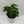 Monstera Adansonii (Swiss Cheese Plant)