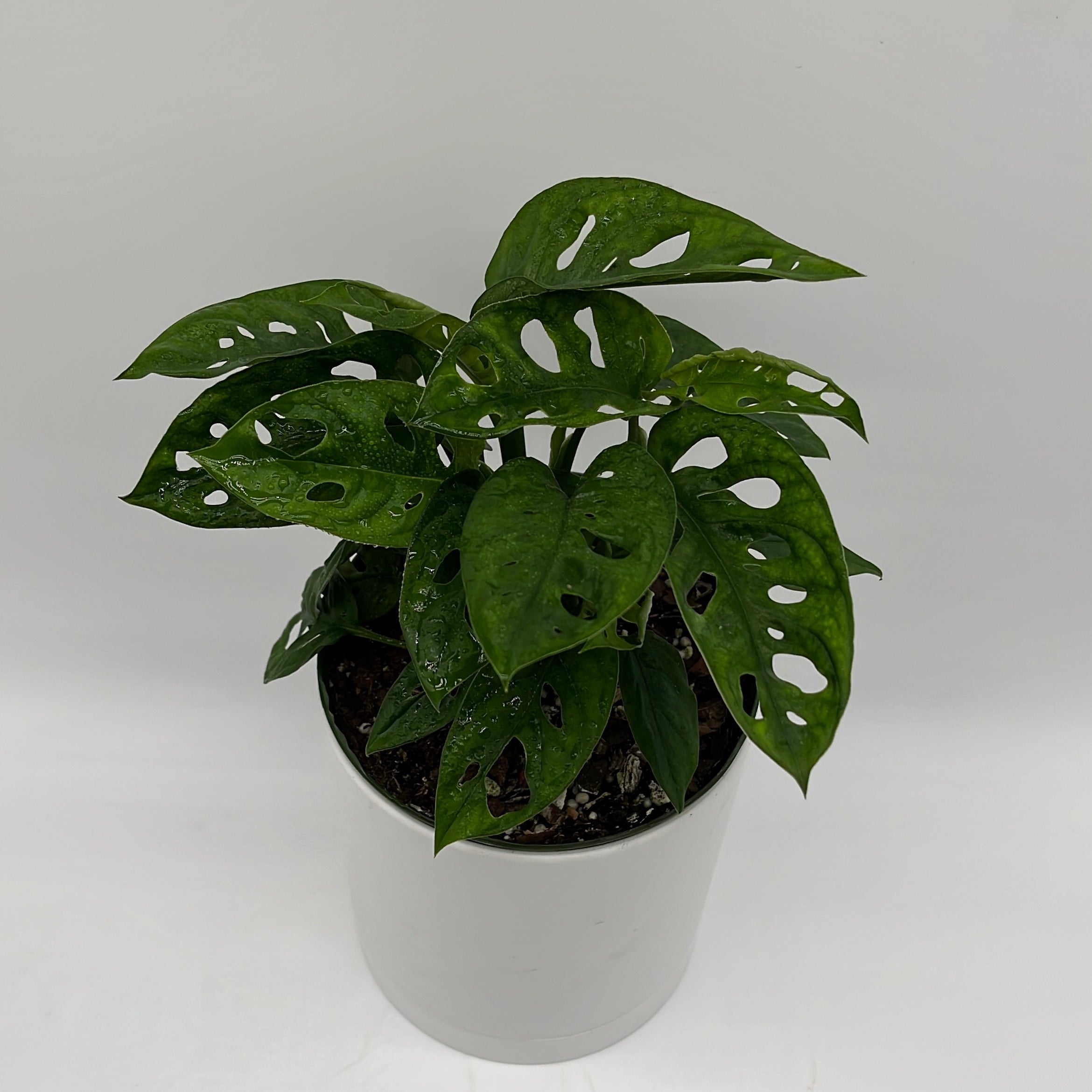 monstera adansonii swiss Runo Plants | Indoor Plants