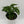 Monstera Adansonii (Swiss Cheese Plant)