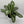 Aglaonema Silver Bay