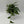 Pothos Cebu Blue